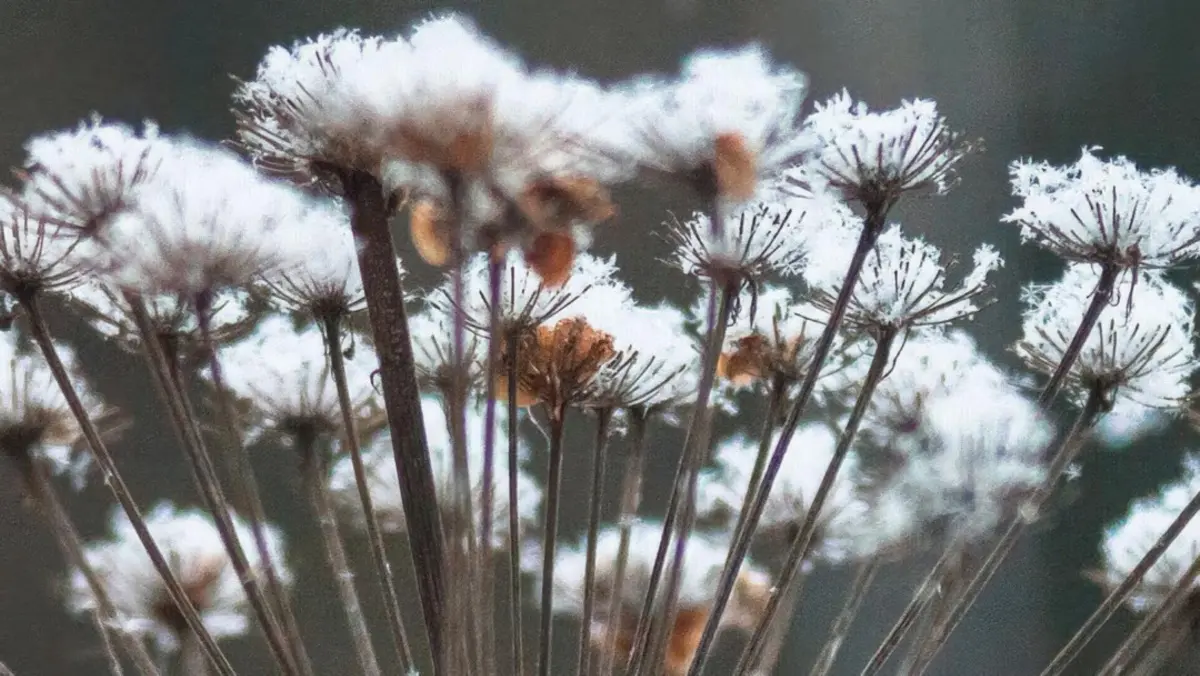 Photo 68